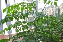 幸福树的茶水浇灌方式（茶水浇灌幸福树的正确方法）