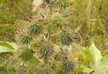 蓖麻树的神奇功效（探寻蓖麻树的多重用途）