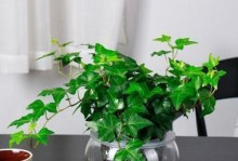 过期钙片有哪些妙用？（浇花、去除污渍、消除异味等10种方法。）