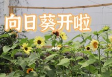 百日草的生长周期与开花时间探析（从种子萌发到盛放，解读百日草的生长奥秘）
