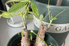 如何救活发财树上的烂掉部分（发财树修剪技巧分享，让你的植物重新焕发生机）