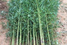 庭院种竹子的好处（让庭院更具特色，享受竹林清风）