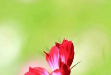 永恒之花的花语——百合花（百合花的象征意义和文化历史）