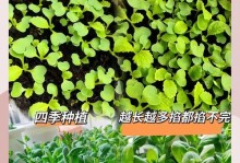 奶白菜种植的最佳时间（为保证丰收，注意这些细节！）