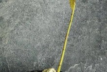 青枫盆景养护全攻略（从种植到修剪，让青枫盆景常青如意）