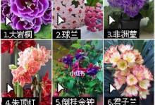 球兰喜阳还是喜阴？（探究球兰的生长习性及环境需求）