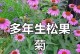 寒冬里的花朵——零下怎么养花（在极寒环境中呵护花儿的秘诀）