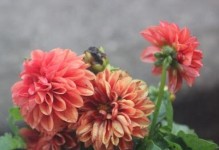 大丽花室外养护指南（打造繁花绽放的花园——大丽花室外怎么办）