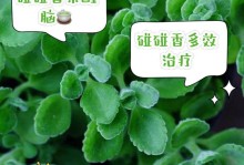 以碰碰香怎么播种（成功种植碰碰香的关键）