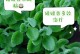 以碰碰香怎么播种（成功种植碰碰香的关键）