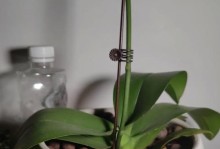 如何处理蝴蝶兰叶片变软发黄的问题？（教你用“蝴蝶兰叶片变软发黄”解决叶片变软发黄的困扰！）