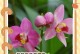夏天如何让兰花绽放迷人花香（以兰花为例，探索夏季兰花开花的关键因素）