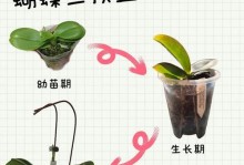 蝴蝶兰秋天盆栽的养殖技巧（打造美丽室内花园，）