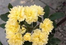 黄木香的养殖方法和注意事项（打造一个宜人的黄木香花园）