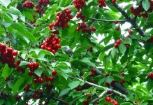 河北种樱桃可行吗？（探讨河北适宜种植樱桃的因素）