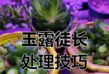 新玉缀徒长了怎么办？（解决新玉缀过长问题的有效方法）