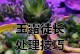 新玉缀徒长了怎么办？（解决新玉缀过长问题的有效方法）