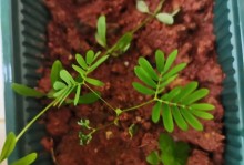 含羞草有毒吗？能在家里养吗？（了解含羞草的毒性和养殖技巧）