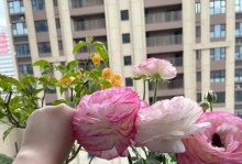花毛茛种植指南（春季栽培，打造精致庭院）