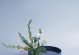 剑兰插花的养护技巧（轻松学会剑兰的养殖方法，让您的插花更加美丽）