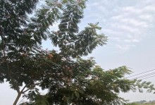 合欢树的养护技巧（打造健康茂盛的合欢树生长环境）