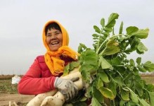 萝卜种植与收获时间详解（掌握萝卜生长季节，满载丰收喜悦）
