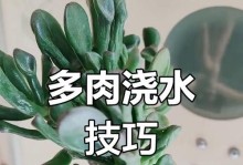 多肉植物（养护简单，适合居家种植）