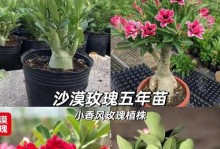 盆栽玫瑰花修剪指南（打造美丽庭院的关键技巧）