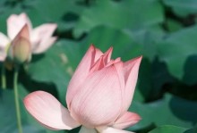 莲子种植指南（从种子到收成，一步步教你种好莲子）
