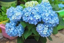 无尽夏的种植技巧（如何选择合适的盆？）