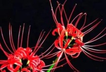 彼岸花的养护之浇水时间（合理的浇水时间与方法，让彼岸花茁壮成长）