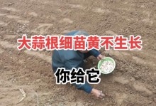 如何挑选新鲜可口的大蒜？（怎样辨别优质大蒜，大蒜的选购技巧）