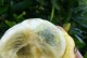 广西山竹种植的可行性研究（探讨广西气候条件、土壤质量和市场需求对山竹种植的影响）