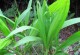 探究白芨的生长周期（从种子到成熟，白芨需要多长时间成长？）