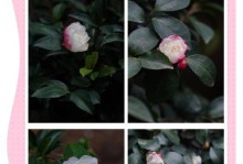 茶梅花蕾掉落的原因及处理方法（茶梅花蕾掉落，怎么回事？如何解决？）