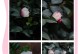 茶梅花蕾掉落的原因及处理方法（茶梅花蕾掉落，怎么回事？如何解决？）