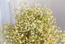 满天星花语寓意与象征（美丽的花朵蕴含的深刻寓意与象征）