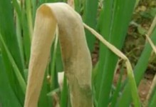 葱病虫害防治（从根本上解决葱类作物生长难题）