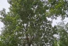 科学种植间距，提高产量（科学种植间距，提高产量）