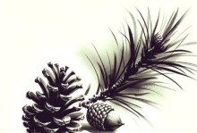 马尾松不是被子植物的原因（详解马尾松的分类和特征）