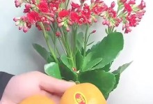 用橘子皮制作花的创意手工艺品（将废弃橘子皮转化为美丽的花朵，环保又有趣）