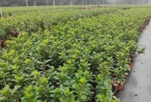 杜鹃花的养护方法（每天浇水得当，杜鹃花开得更美）