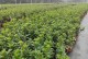 杜鹃花的养护方法（每天浇水得当，杜鹃花开得更美）