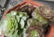 法师换盆最佳时间及技巧（如何正确选择盆土和盆器）