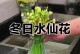 冬季水仙花的水养之道（打造花期饱满、健康美丽的冬季水仙花）