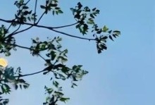 探究海棠喜水还是喜旱的特性（水分管理关键在于生长环境）