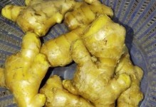 生姜收获季节及其特点（什么时候收获生姜最好？生姜收获的注意事项）