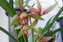 探秘兰花草的世界（了解兰花草的种类、生长环境和药用价值）