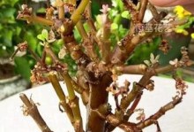 金枝玉叶怎样养才能焕发生机（打造繁茂健康的金枝玉叶，从这15个养护要点开始）