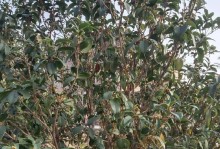 金玉满堂开花结果的季节和技巧（种植者必知的时间、营养和剪枝方法）